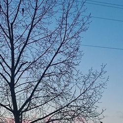 Low angle view of bare trees against blue sky