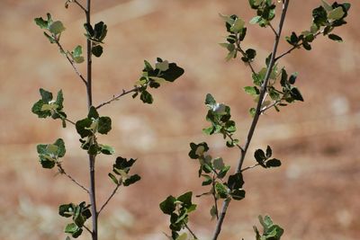 Close-up of fruits growing on tree against wall