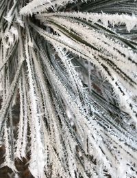 Close-up of snow covered plants