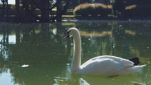 Swan swimming in lake