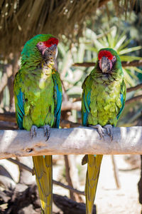 Close-up of parrot perching on branch