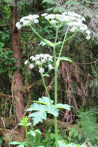 Close-up of plants