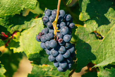 Close-up of grapes growing in vineyard