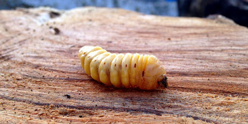 Close-up of maggot on tree stump