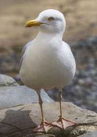 Close-up of seagull