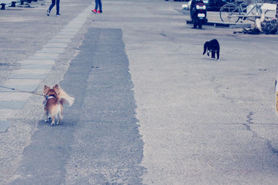 View of dog walking on street