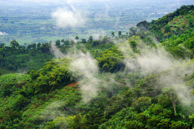 High angle view of waterfall in forest