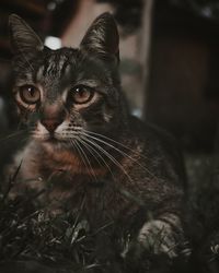Close-up portrait of a cat looking away