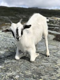 White dog standing on land