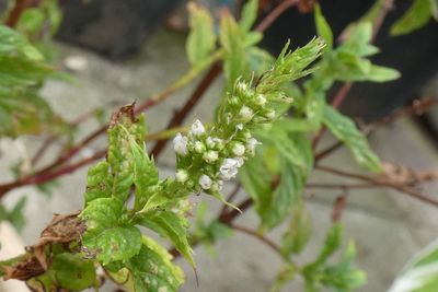 Close-up of green plant