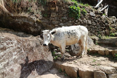 Sheep standing on rock