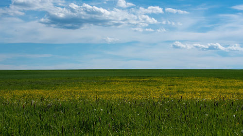 Scenic view of agricultural field against sky