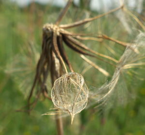 Close-up of plant hanging outdoors