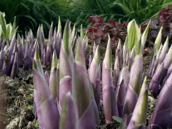 Close-up of purple flowers