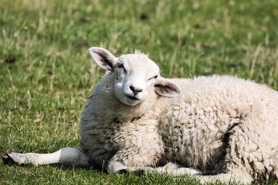 Portrait of sheep sitting on field