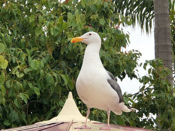 Seagull perching on a plant