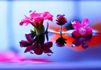 Close-up of flowers against blurred background