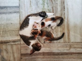 View of cats on wall