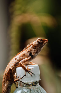 Close-up of a lizard