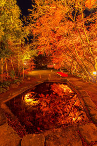 Illuminated trees in park during autumn