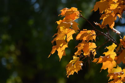 Close-up of yellow flowering plant during autumn