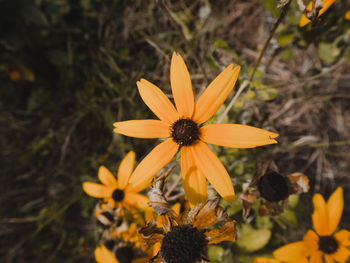 Close-up of black-eyed and yellow daisy flowers