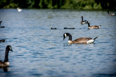 Ducks in a lake