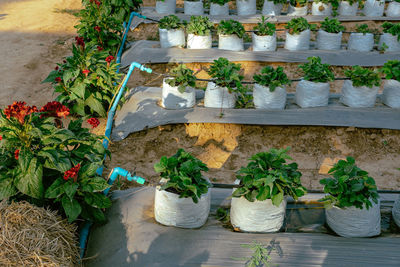 Potted plants