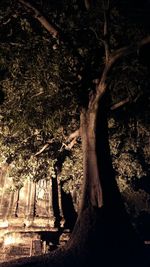 Low angle view of trees in forest