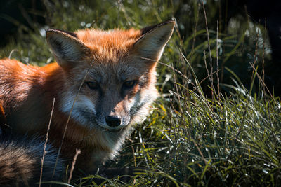 Close-up of fox on field