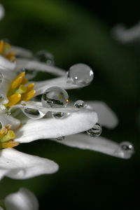 Close-up of raindrops on flower