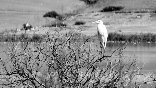 Birds in calm lake