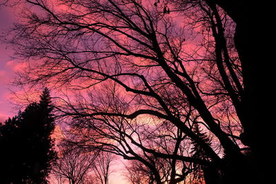 Low angle view of silhouette tree against sky