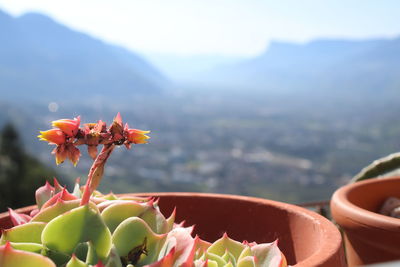 Close-up of plant against sky