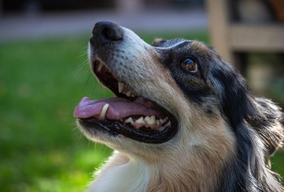 Close-up of a dog looking away
