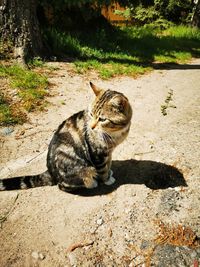 Cat sitting on a field