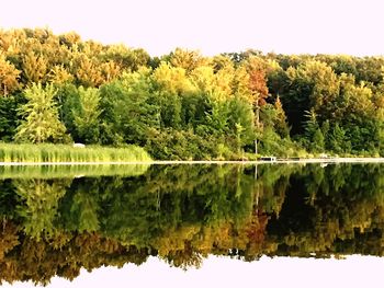 Reflection of trees in calm lake