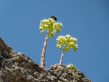 Bee on flower on stone