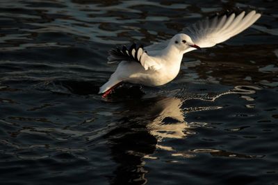 Seagull flying over lake