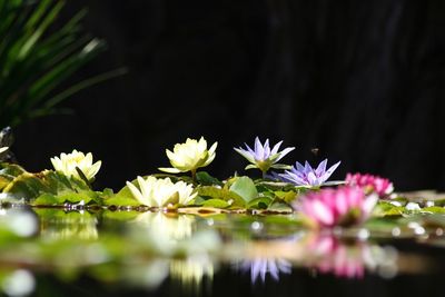 Close-up of purple flowering plant in lake