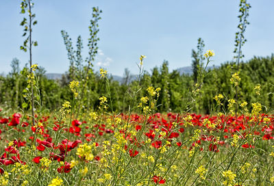 Red poppy flowers in field