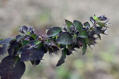 Close-up of plant growing outdoors