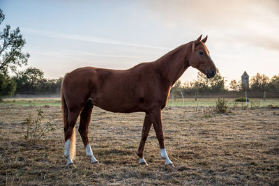 Horse standing in ranch