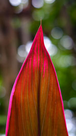 Close-up of red flowering plant