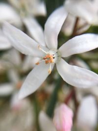 Close-up of insect on flower