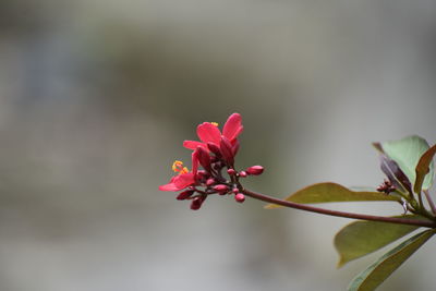 Close-up of pink flowering plant