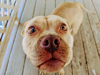Close-up portrait of dog