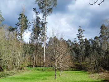 Trees against sky