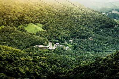 High angle view of trees growing in farm