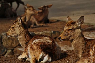 View of herd of deers on land